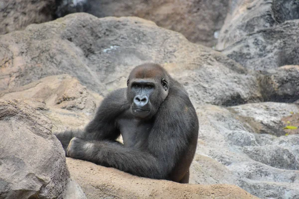 Imagen Gorila Negro Adulto Fuerte —  Fotos de Stock