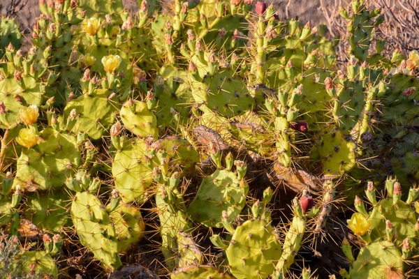 Grüner Kaktusfeigenkaktus Der Wüste — Stockfoto