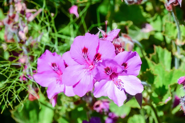 Foto Bild Von Schönen Blume Hintergrund — Stockfoto