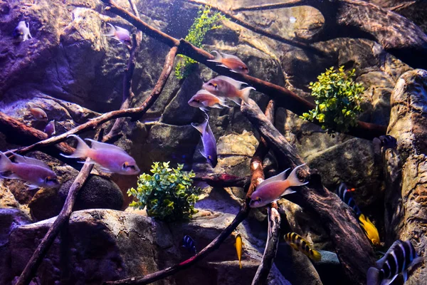 Фотографія Акваріум Повний Красивих Тропічних Риб — стокове фото