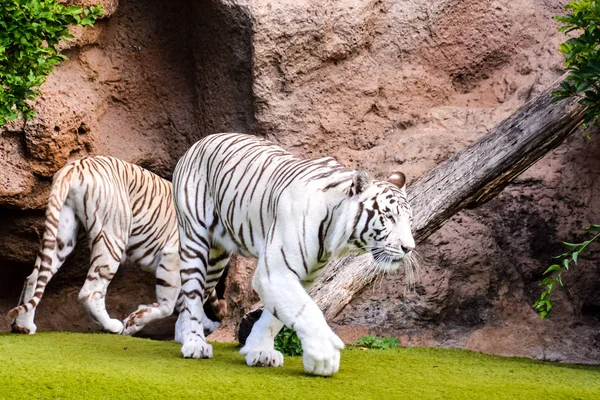 Valokuva Kuva Harvinainen Valkoinen Raidallinen Wild Tiger — kuvapankkivalokuva