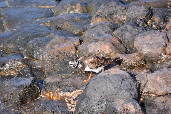 Jeden Dorosły Kentish Plover Ptak Wodny Pobliżu Rock Beach — Zdjęcie stockowe