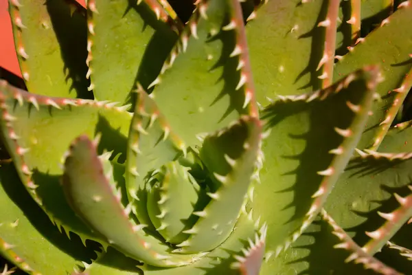 Zdjęcie Tropical Cactus Tekstury Tła — Zdjęcie stockowe