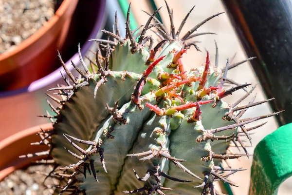 Photo Fond Texture Cactus Tropical — Photo