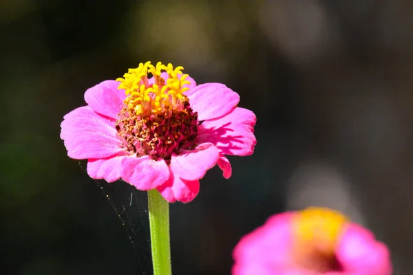 美しい花の写真背景 — ストック写真