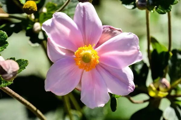 Güzel Çiçek Arkaplanının Fotoğrafı — Stok fotoğraf
