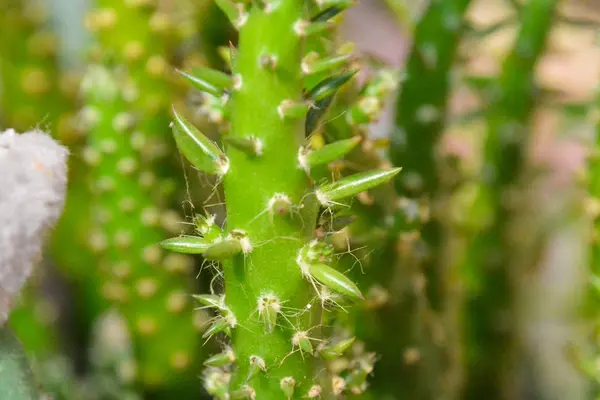 Zdjęcie Tropical Cactus Tekstury Tła — Zdjęcie stockowe