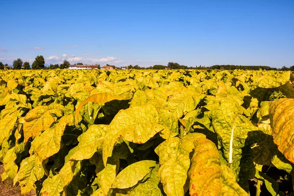 Foto Van Een Groot Mooi Tabaksveld — Stockfoto