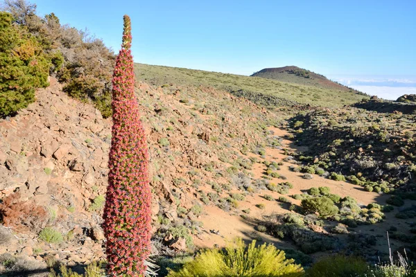 Tajinaste Blume der Insel Teneriffa — Stockfoto