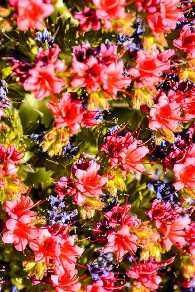 Textura de fondo flor — Foto de Stock