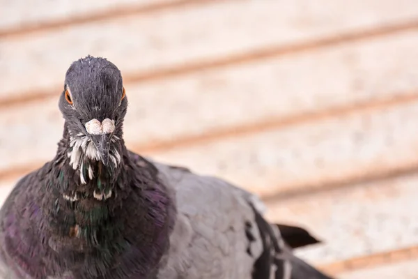 野生の鳥の鳩の写真 — ストック写真