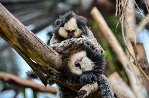 Callithrix Geoffroyi Small Black White Monkey — Stock Photo, Image