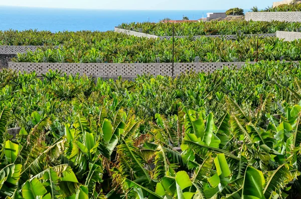 Campo Plantação Banana Nas Ilhas Canárias Tenerife — Fotografia de Stock