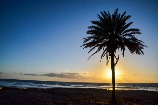 Sylwetka Palmy Zachodzie Słońca Wyspach Kanaryjskich — Zdjęcie stockowe