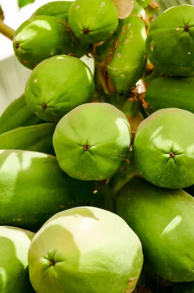 Foto Papaia Fresca Verde Biologica Albero — Foto Stock