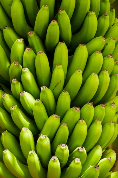 加那利群岛Tenerife南部的香蕉种植园 — 图库照片