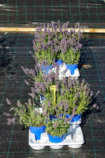 Lavendelblüten in Nahaufnahme — Stockfoto