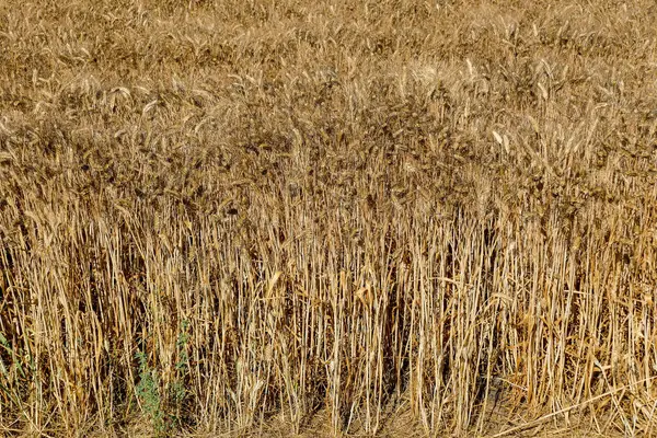 Cosecha de trigo Textura de trigo —  Fotos de Stock