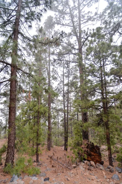 Bosque de coníferas temprano en la mañana — Foto de Stock