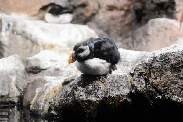 Photo Picture of Wild Penguin Animal Bird Playing — Stock Photo, Image