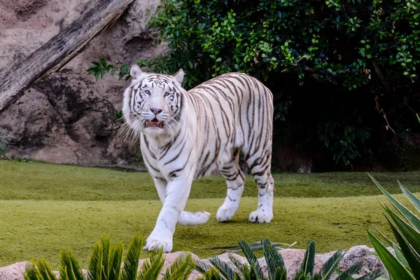 Zeldzame wit gestreept wilde tijger — Stockfoto