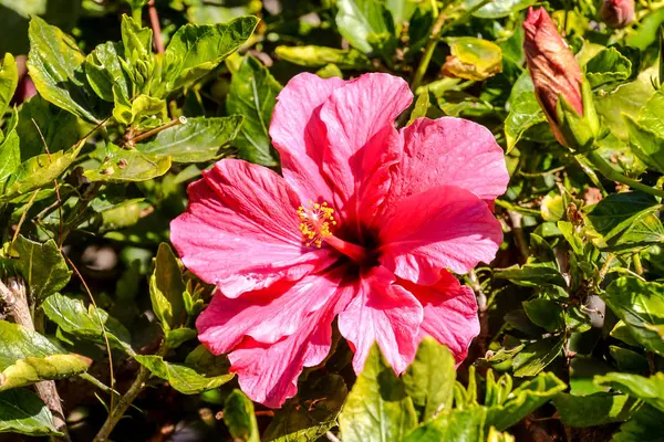 Blooming Flower Background — Stock Photo, Image