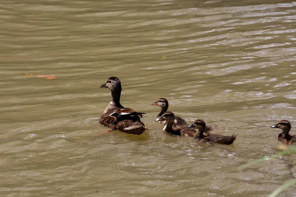 Foto Imagem Rebanho Patos Mallard Natação Lago — Fotografia de Stock