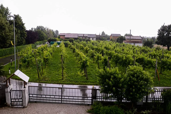 Photo Paysage Image Des Vignobles Sous Pluie — Photo