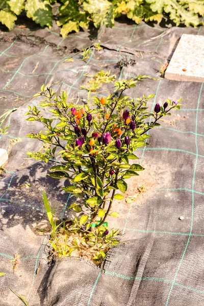 Foto Bild Einer Mehrfarbigen Chilipflanze — Stockfoto