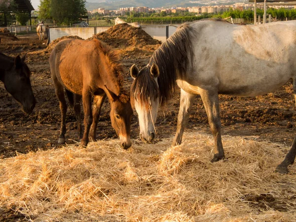 Photo Picture Beautiful Horse Farm — Stock Photo, Image