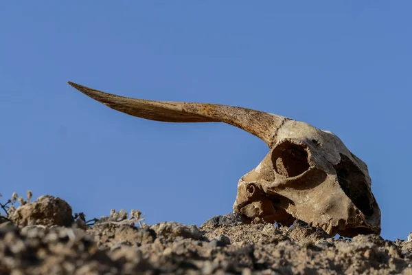 Caveira de cabra seca Osso, Caveira de cabra Fundo no deserto — Fotografia de Stock