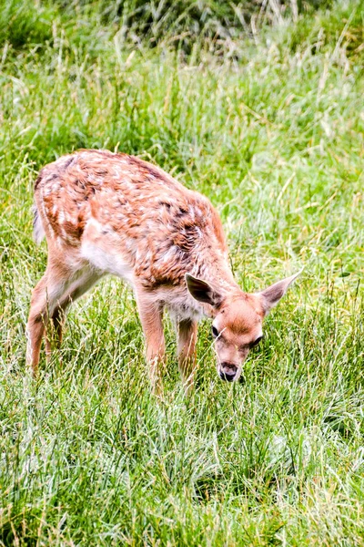 Cute spotted fallow — Stock Photo, Image