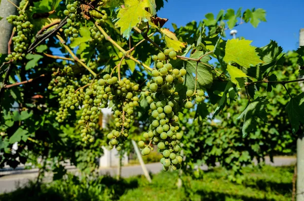 Nezralých hroznů hroznů — Stock fotografie