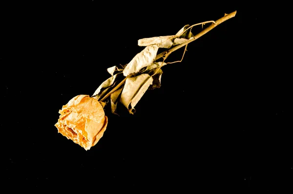 Eine getrocknete Rose isoliert — Stockfoto