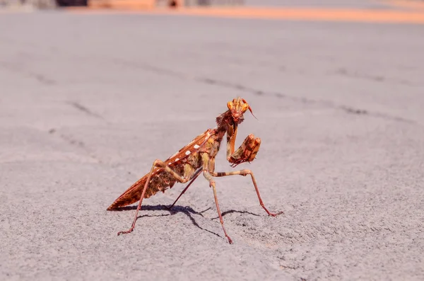 Böcek mantis bileğinde — Stok fotoğraf