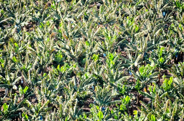 Banana Plantation fält — Stockfoto