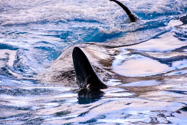 Photo Picture Mammal Orca Killer Whale Fish — Stock Photo, Image