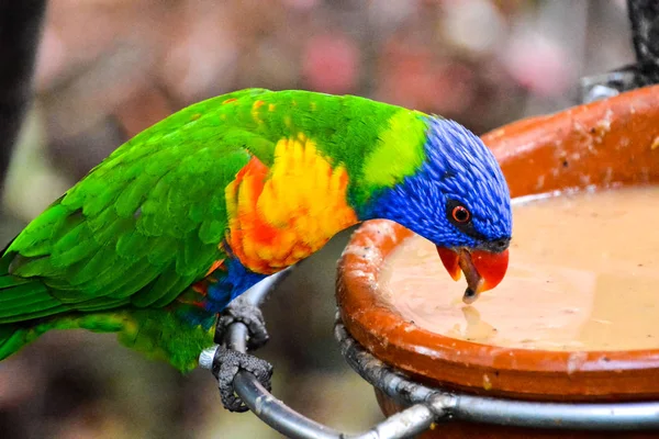 Photo Picture Beautiful Colored Tropical Parrot — Stock Photo, Image