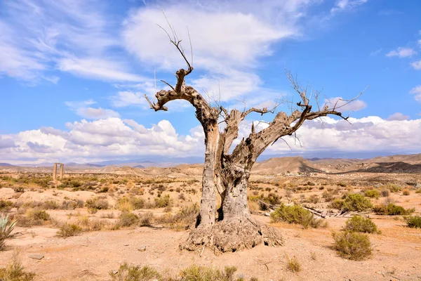 Foto Bellissimo Paesaggio Desertico Asciutto — Foto Stock