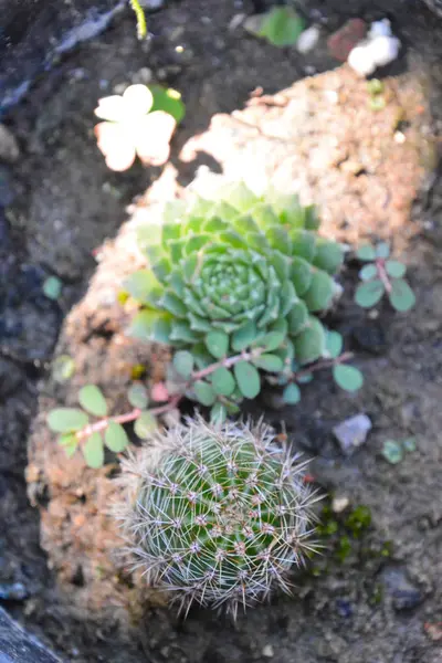 Cactus textur bakgrund — Stockfoto