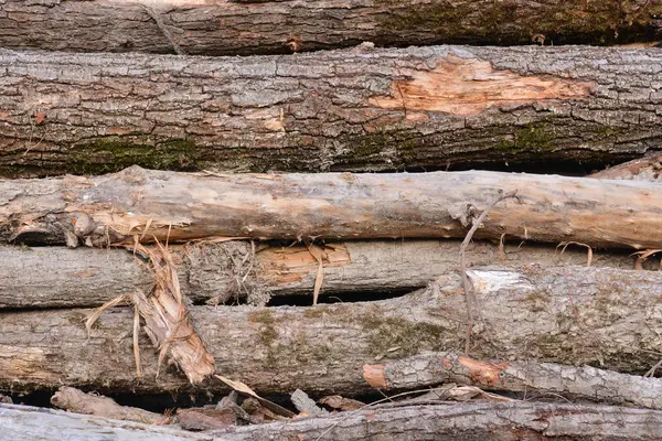 Holz Hintergrund Textur — Stockfoto