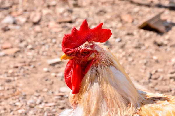 Pollo italiano Animal Bird — Foto de Stock