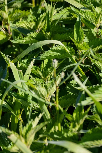 Urtica dioica, часто называемая крапивой — стоковое фото