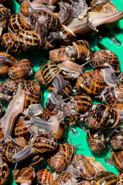 Escargote de caracol comestível — Fotografia de Stock