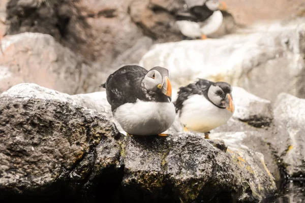 Foto foto del pingüino salvaje Animal Bird Playing —  Fotos de Stock
