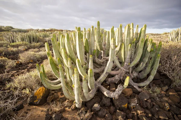 Tramonto nel deserto di Cactus a Tenerife Isola delle Canarie — Foto Stock