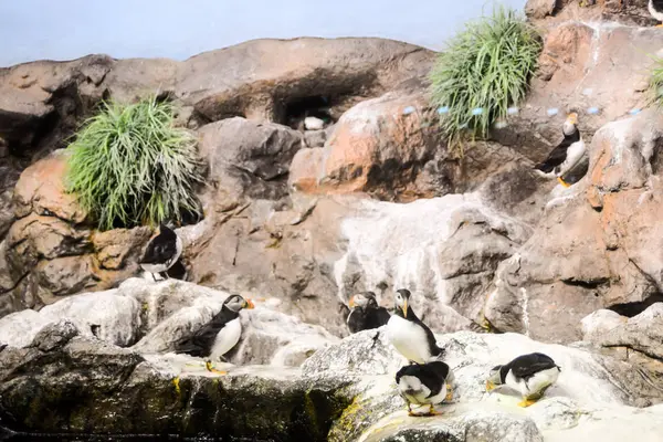 Foto foto van dierlijke vogel wilde Penguin spelen — Stockfoto