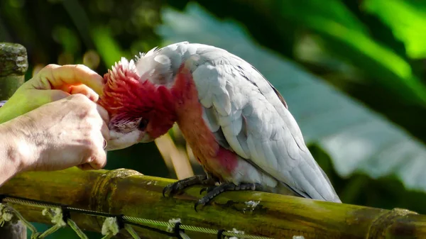 Foto Belo Papagaio Tropical Colorido — Fotografia de Stock