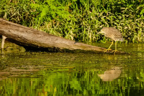 Foto Eurasian Bittern Great Bittern Uccello Selvatico — Foto Stock