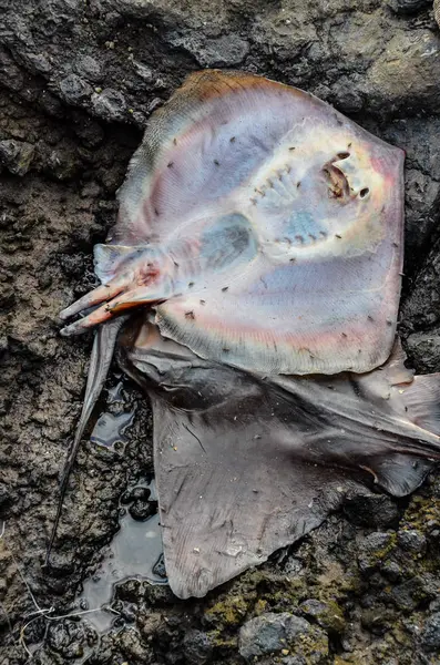 Tote Stachelrochenfische Der Küste Nahe Dem Atlantik — Stockfoto